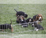 Small Photo #1 Basset Hound Puppy For Sale in MEMPHIS, MO, USA