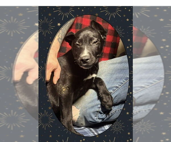 Medium Photo #1 Shepradors Puppy For Sale in Aurora, IN, USA