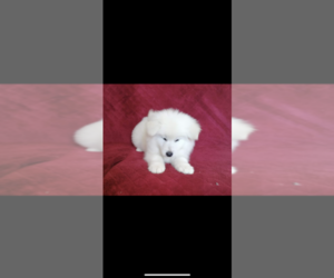 Samoyed Puppy for sale in SAN BERNARDINO, CA, USA