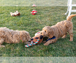 Small #3 Goldendoodle (Miniature)