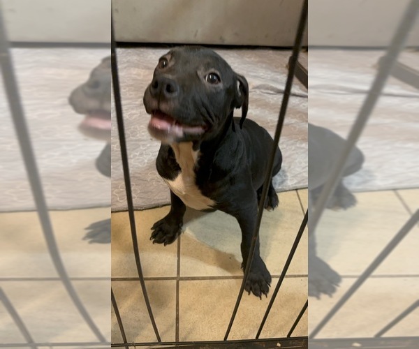 Medium Photo #6 American Bully Puppy For Sale in SEVERN, MD, USA