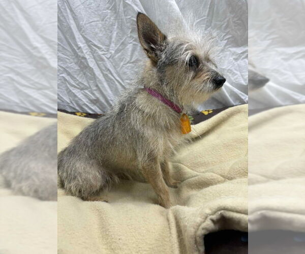 Medium Photo #4 Mutt Puppy For Sale in Mukwonago, WI, USA