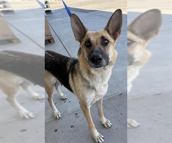 Medium Photo #1 German Shepherd Dog Puppy For Sale in Bakersfield, CA, USA