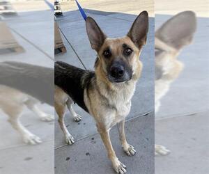 German Shepherd Dog Dogs for adoption in Bakersfield, CA, USA