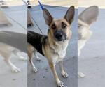 Small German Shepherd Dog