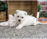 Small #2 West Highland White Terrier