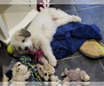 Small #6 Great Pyrenees