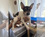 Small #2 Fox Terrier (Smooth)-Rat Terrier Mix