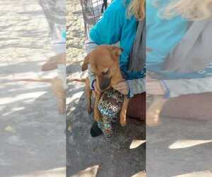 Colonial Cocker Spaniel-Labrador Retriever Mix Dogs for adoption in Calgary, Alberta, Canada