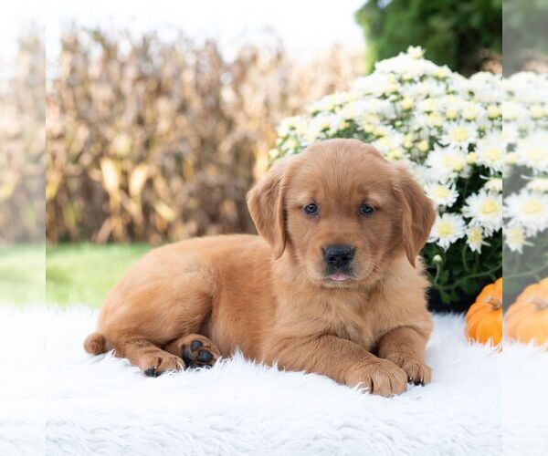 Medium Photo #3 Golden Retriever Puppy For Sale in NEWPORT, PA, USA
