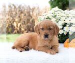 Small #2 Golden Retriever