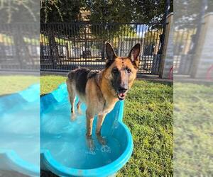 German Shepherd Dog Dogs for adoption in Riverside, CA, USA
