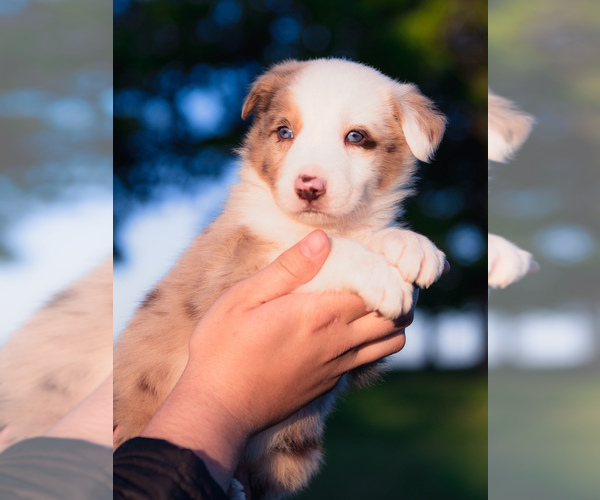 Medium Photo #18 Border Collie Puppy For Sale in STRAFFORD, MO, USA