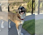 Small #14 Black Mouth Cur Mix