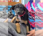Small #3 German Shepherd Dog Mix