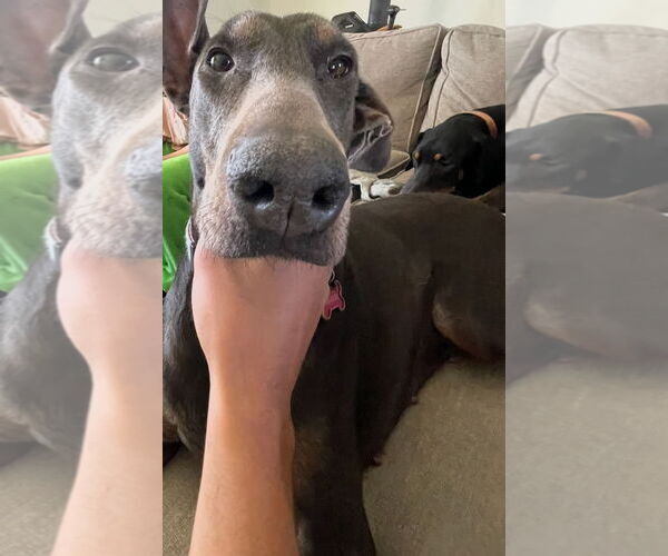 Medium Photo #1 Doberman Pinscher Puppy For Sale in Buffalo, MN, USA