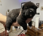 Small Photo #3 Akita Puppy For Sale in ONTARIO, OR, USA