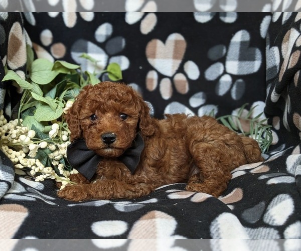 Medium Photo #4 Poodle (Toy) Puppy For Sale in OXFORD, PA, USA