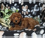 Small Photo #4 Poodle (Toy) Puppy For Sale in OXFORD, PA, USA
