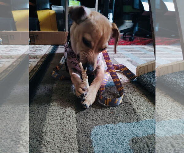 Medium Photo #7 Jack Russell Terrier-Labrador Retriever Mix Puppy For Sale in Princeton, MN, USA