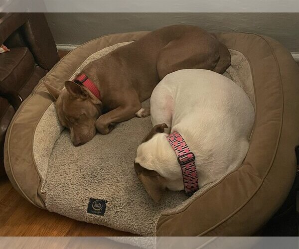 Medium Photo #7 American Staffordshire Terrier-Unknown Mix Puppy For Sale in Rockaway, NJ, USA