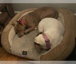 Small #6 American Staffordshire Terrier Mix