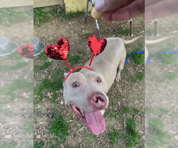 Medium Photo #4 American Staffordshire Terrier-Unknown Mix Puppy For Sale in Jackson, MS, USA