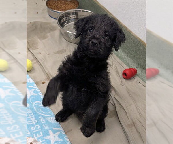 Medium Photo #1 Labrenees Puppy For Sale in Plano, TX, USA