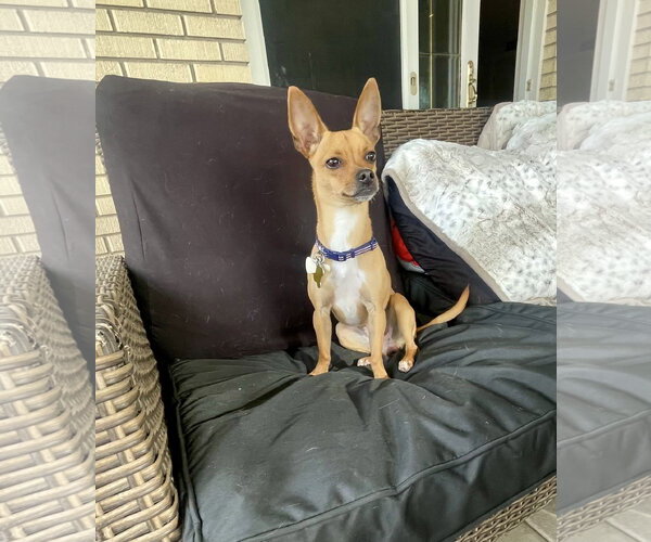 Medium Photo #5 Chihuahua Puppy For Sale in Sandy, UT, USA