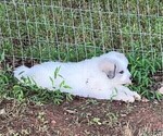 Small Photo #4 Great Pyrenees Puppy For Sale in MOUNT AIRY, NC, USA