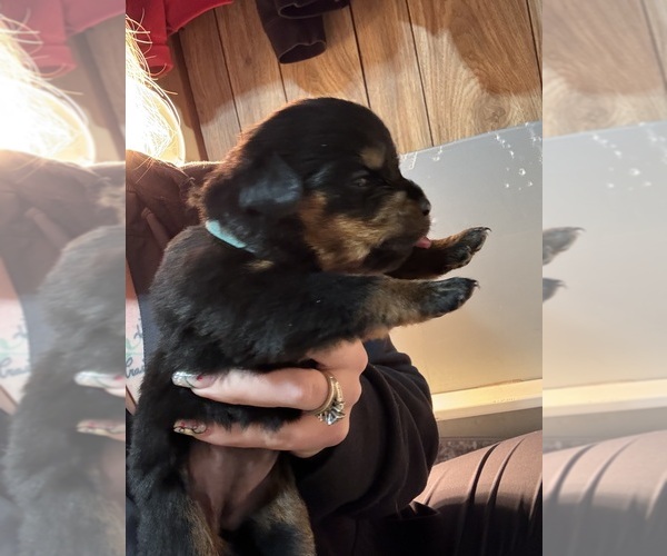 Medium Photo #15 Rottweiler Puppy For Sale in GREEN SPRINGS, OH, USA