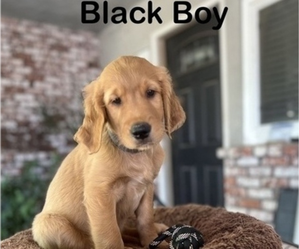 Medium Photo #4 Golden Retriever Puppy For Sale in FRESNO, CA, USA