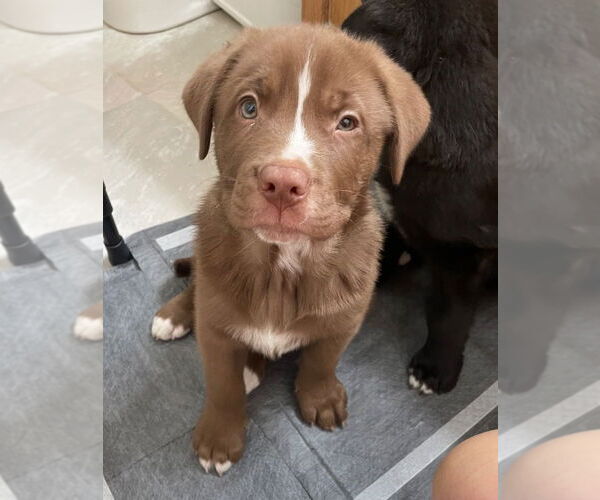 Medium Photo #5 Labrador Retriever-Unknown Mix Puppy For Sale in Claremore, OK, USA