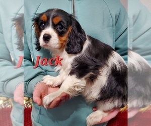 Cavalier King Charles Spaniel Litter for sale in GRAHAM, WA, USA
