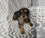 Small #1 Cavapoo