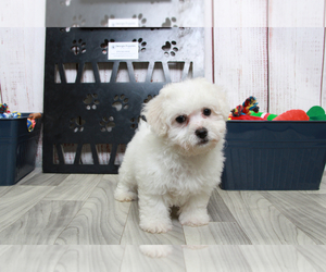 Bichon Frise Puppy for sale in MARIETTA, GA, USA
