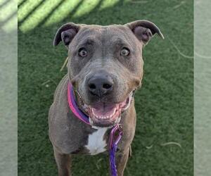 Mutt Dogs for adoption in Las Vegas, NV, USA