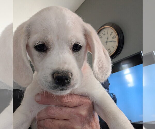 Medium Photo #3 Beagle-Great Pyrenees Mix Puppy For Sale in Brooklyn Center, MN, USA
