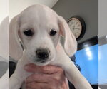 Small #2 Beagle-Great Pyrenees Mix