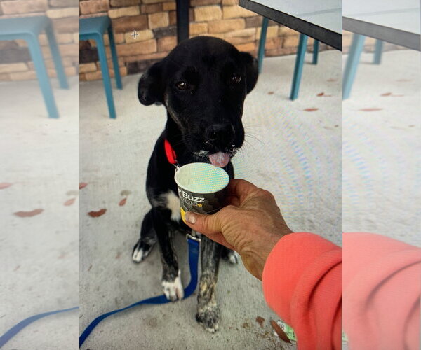 Medium Photo #4 Labrador Retriever-Unknown Mix Puppy For Sale in San Diego, CA, USA