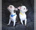Small #8 Boston Terrier