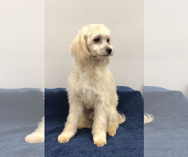 Medium Photo #6 Shih Tzu-Unknown Mix Puppy For Sale in Lincolnwood, IL, USA