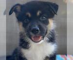 Small #1 Labrador Retriever Mix