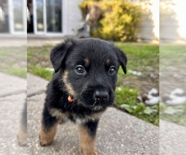 Medium Photo #2 German Shepherd Dog-Unknown Mix Puppy For Sale in West Sacramento, CA, USA