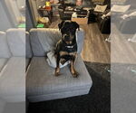 Small #3 Rottweiler