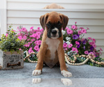 Small Photo #37 Boxer Puppy For Sale in GRABILL, IN, USA