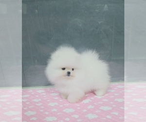 Pomeranian Puppy for sale in EASTVALE, CA, USA