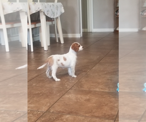 Medium Photo #1 Cavalier King Charles Spaniel Puppy For Sale in MULDROW, OK, USA