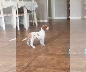 Cavalier King Charles Spaniel Dog for Adoption in MULDROW, Oklahoma USA
