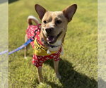 Small #6 Shiba Inu Mix